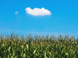 splitshire solitary cloud above cornfield