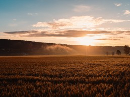 Morning Sunrise Wheat Field Free Stock Photo